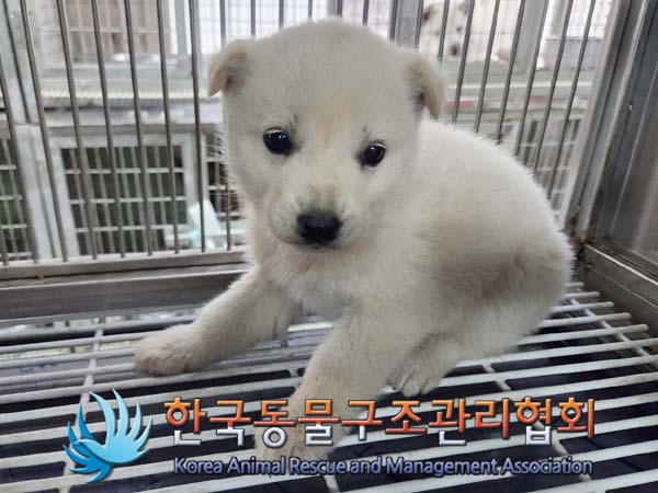 한국동물구조관리협회_411307202400133